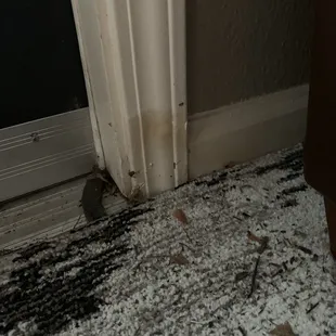 Existing flood damage prior to live in.