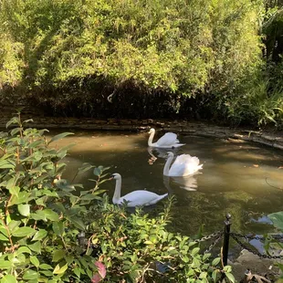 Swan pond