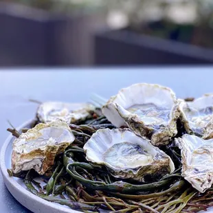 Tomales Bay Oysters w/ yuzu mignonette | 1/2 dozen - $21