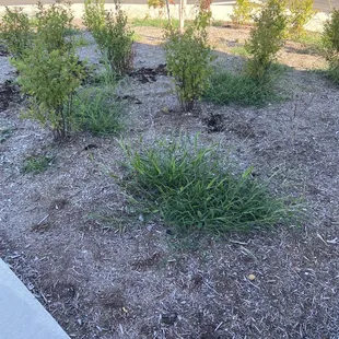 Huge weeds.   Brand new place.