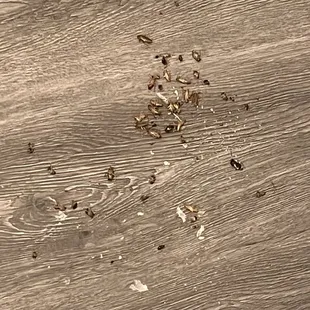 just the few that we swept up