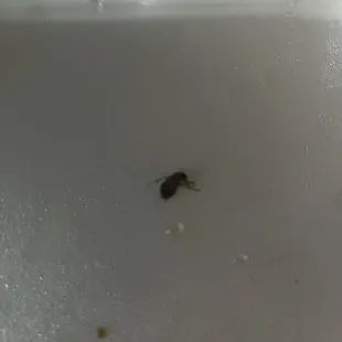 Beef with Broccoli Combo