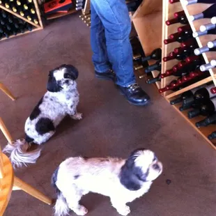 These pups will help you with your wine selection.