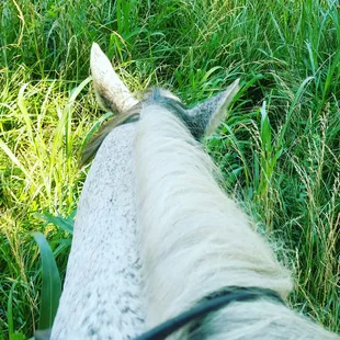 Such a beautiful horse.