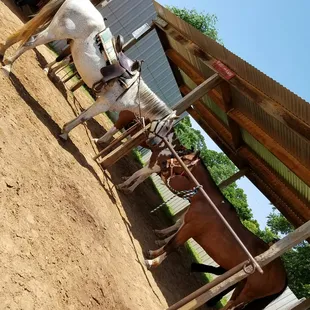 Had so much fun today this is BJ such a nice horse everyone was nice had a great experience..