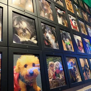 Wall Art of Rescue Pets