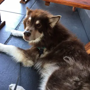 Great bartenders and doggo friendly!