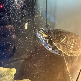 a red eared slider swimming in a tank