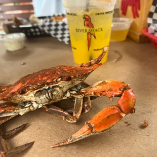 a crab and a beer