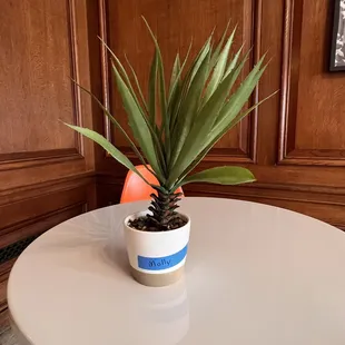 a potted plant on a table