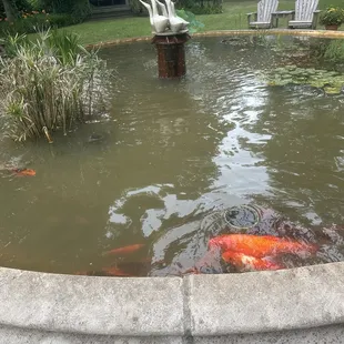 Koi in the koi ponds!