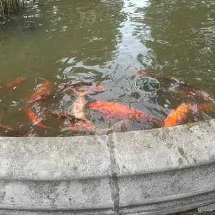 Koi in the koi pond!