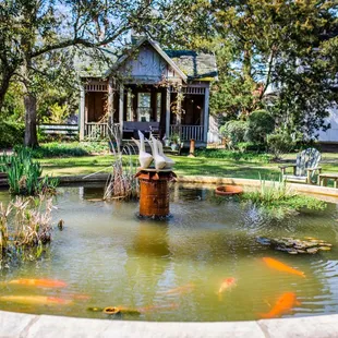 Feed the koi in our backyard garden pond.