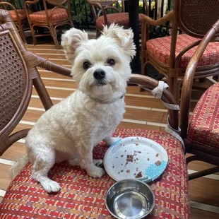 a small white dog sitting on a chair next to a bowl of food