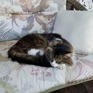 Their sweet kitty, Groucho!