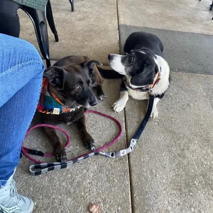 Outdoor dining area is dog friendly