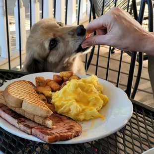 Hershey's scrambled eggs were clearly delicious (he was only given the eggs &amp; plain toast).