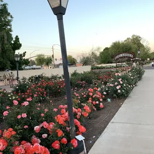 Breathtaking rose garden April 14, 2023