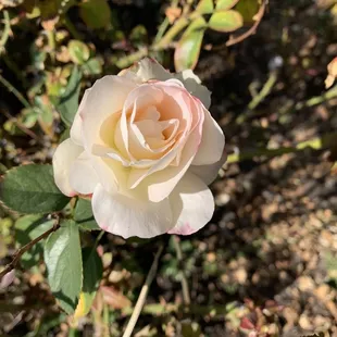 Beautiful roses