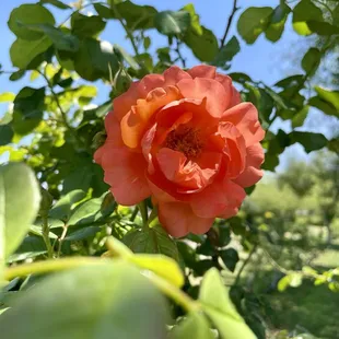 Roses for Mother&apos;s Day!