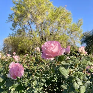 Roses