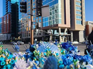 Tempe Blooms