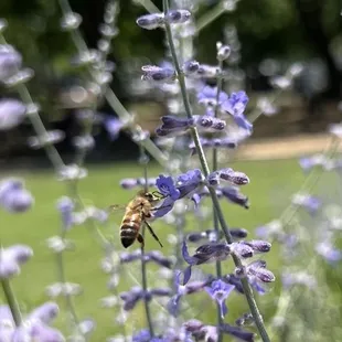 Buzzing bees everywhere!