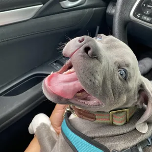 Happiest boy after a day spent at The Rovervelt!