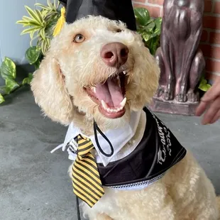 Graduation day from basic obedience training program.