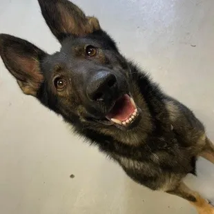 Luna the Tuna at training