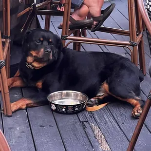 a dog sitting under a table