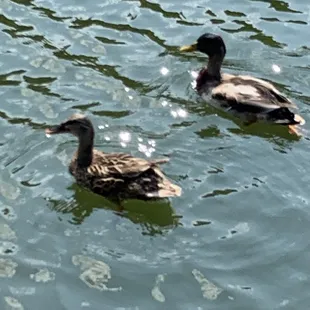 Ducks on the lake