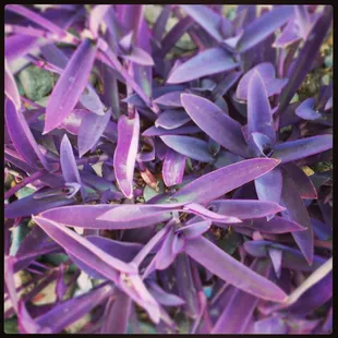 Cool plant outside