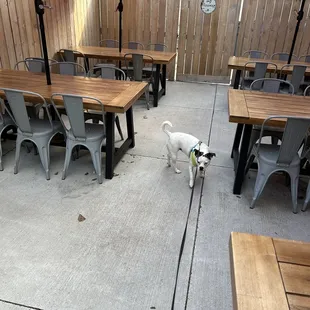 a small dog on a leash