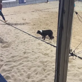 Volleyball court