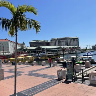 a palm tree in the foreground