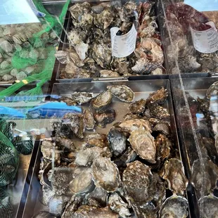 a variety of oysters