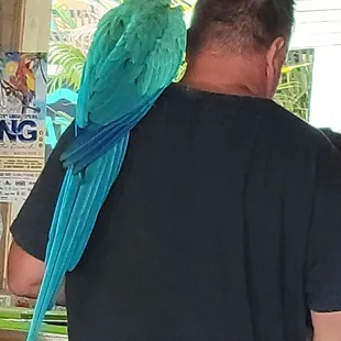 Visitor