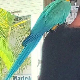 Visitor