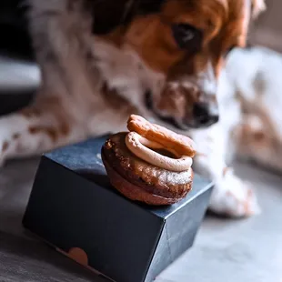 Side eye for the doggy donut