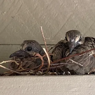 Pigeon babies at the park