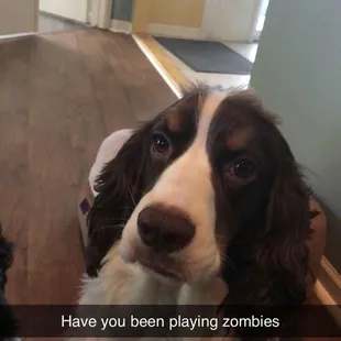 My dog Spike begging for a part of my sandwich. I captioned it with what he was thinking.