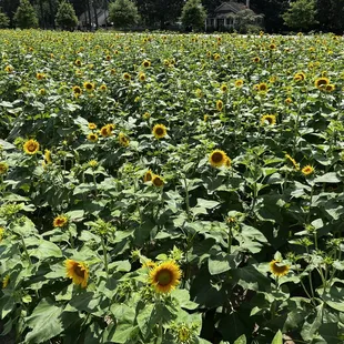 Sunflower Field