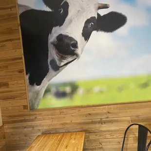 a cow