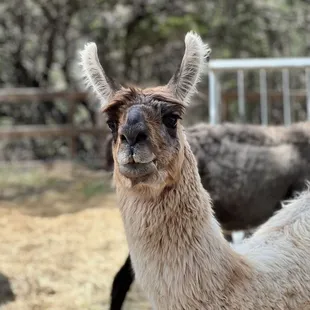 Llama ready his photo op