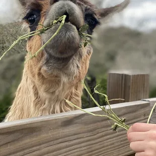 Llama eating