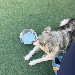 They bring out a bowl just for your dog!