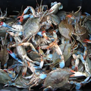 Chesapeake Bay Blue Claw Crabs
