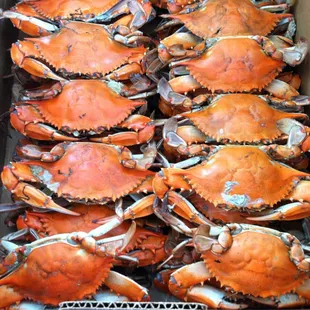 Nice looking Crabs