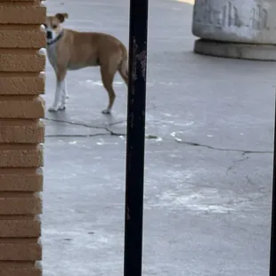 Good dog visiting from next door.